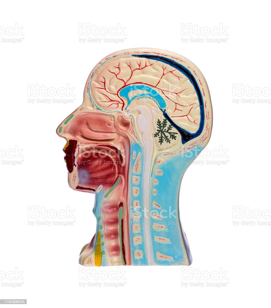 Detail Gambar Bagian Kepala Nomer 12