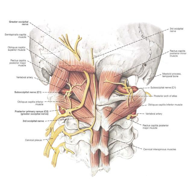 Detail Gambar Bagian Kepala Nomer 42