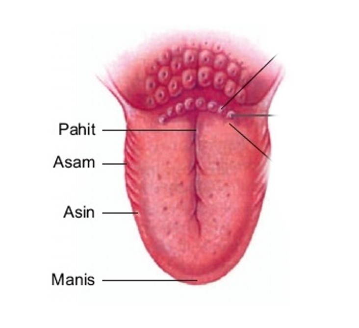 Detail Gambar Bagian Lidah Nomer 16