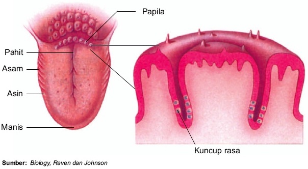 Detail Gambar Bagian Lidah Nomer 18