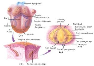 Detail Gambar Bagian Lidah Nomer 22