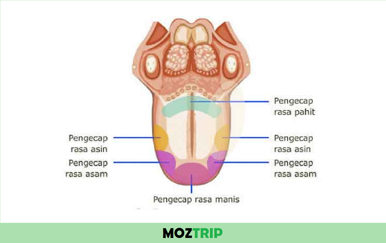 Detail Gambar Bagian Lidah Nomer 4