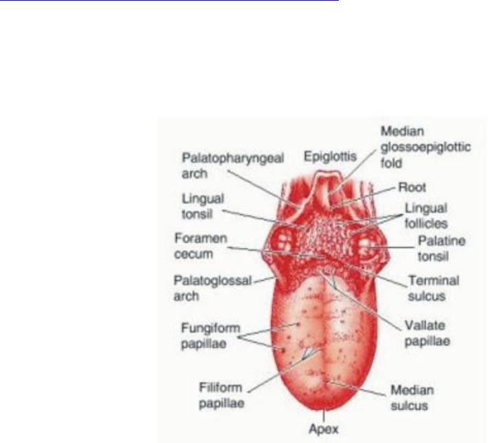 Detail Gambar Bagian Lidah Nomer 33