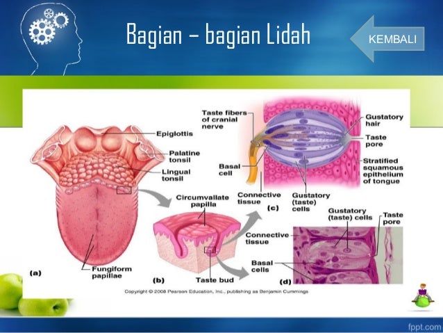 Detail Gambar Bagian Lidah Nomer 35