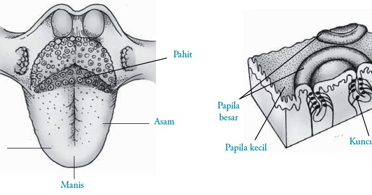 Detail Gambar Bagian Lidah Nomer 49