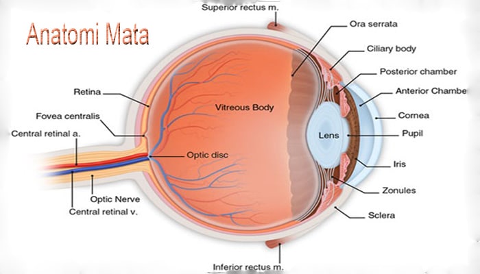 Detail Gambar Bagian Mata Nomer 23