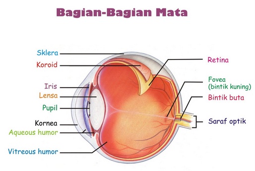 Detail Gambar Bagian Mata Nomer 26