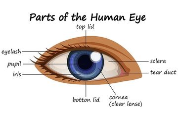 Detail Gambar Bagian Mata Nomer 5