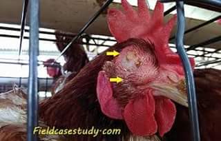 Detail Gambar Bagian Mata Ayam Nomer 6