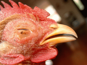 Detail Gambar Bagian Mata Ayam Nomer 9