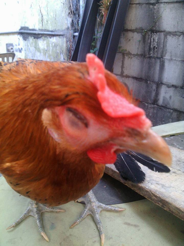 Detail Gambar Bagian Mata Ayam Nomer 12