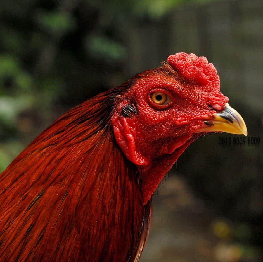 Detail Gambar Bagian Mata Ayam Nomer 13
