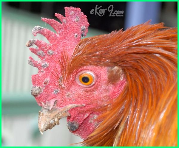 Detail Gambar Bagian Mata Ayam Nomer 14