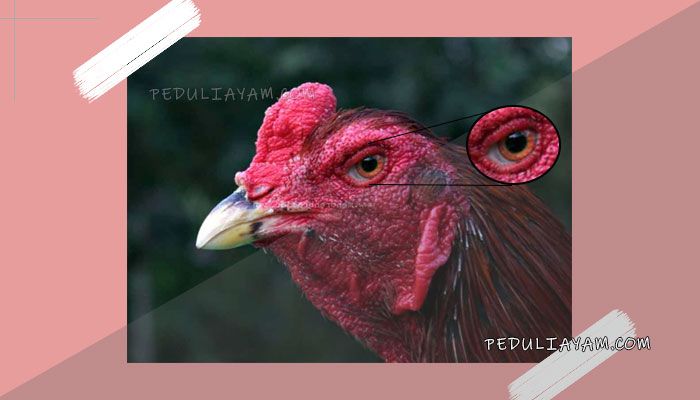 Detail Gambar Bagian Mata Ayam Nomer 2