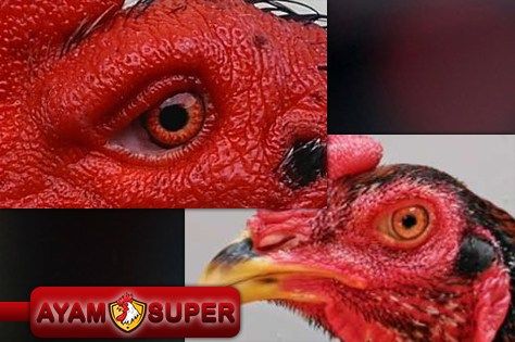 Detail Gambar Bagian Mata Ayam Nomer 19