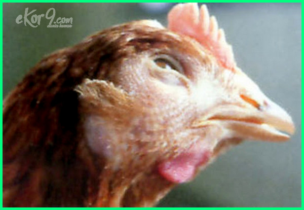 Detail Gambar Bagian Mata Ayam Nomer 20