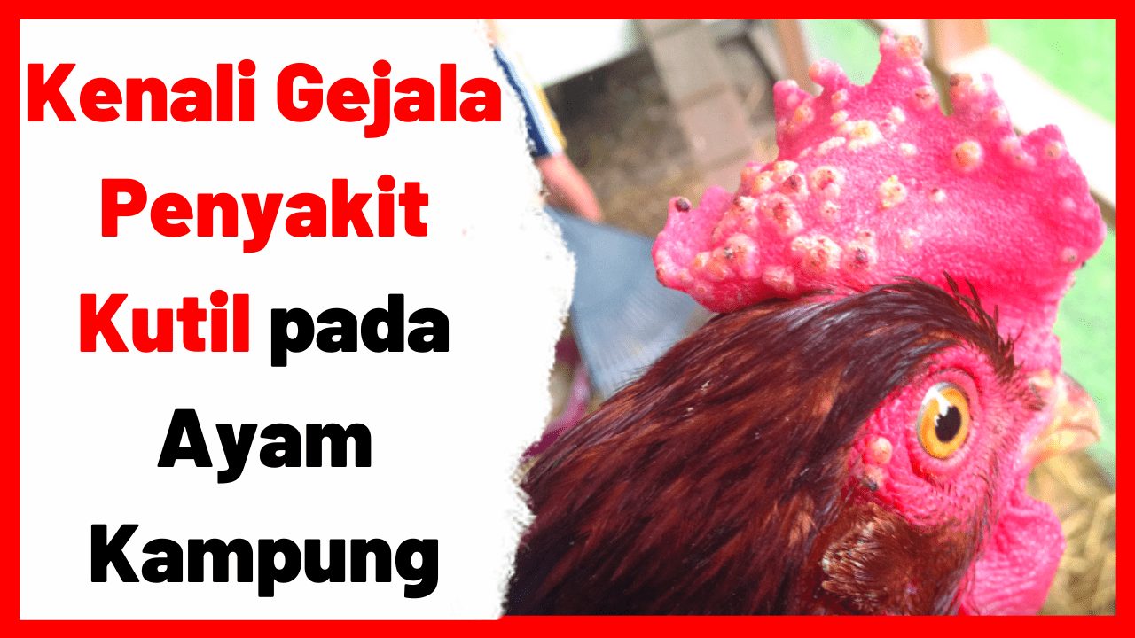 Detail Gambar Bagian Mata Ayam Nomer 27