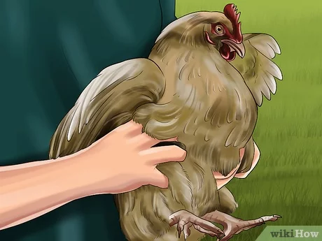 Detail Gambar Bagian Mata Ayam Nomer 30