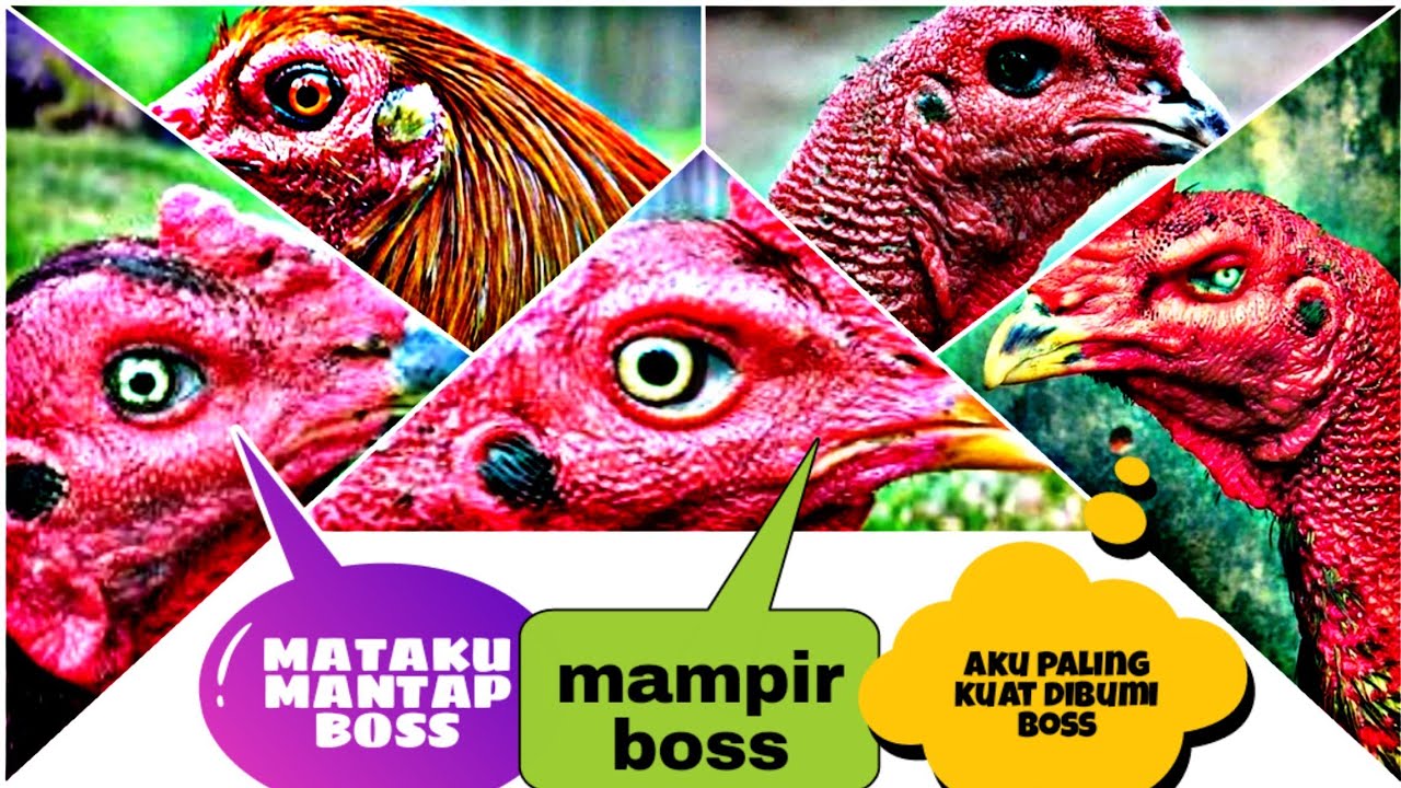 Detail Gambar Bagian Mata Ayam Nomer 38