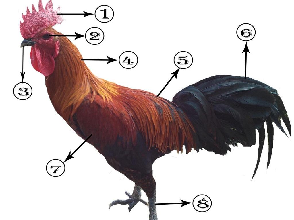 Detail Gambar Bagian Mata Ayam Nomer 41