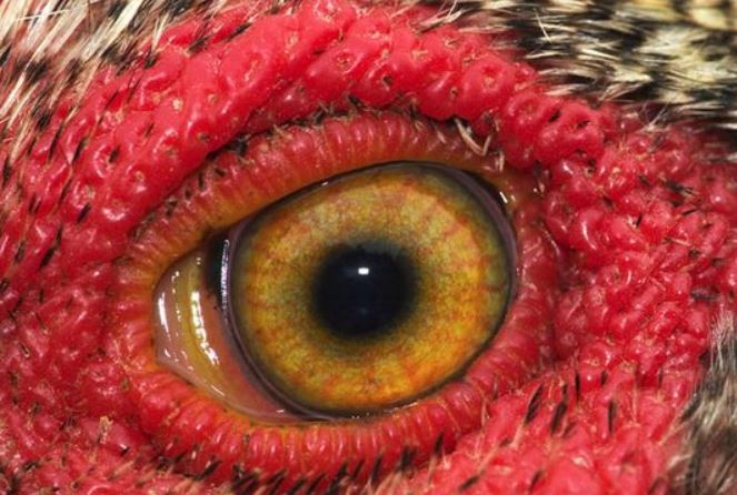 Detail Gambar Bagian Mata Ayam Nomer 42