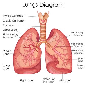 Gambar Bagian Paru Paru - KibrisPDR