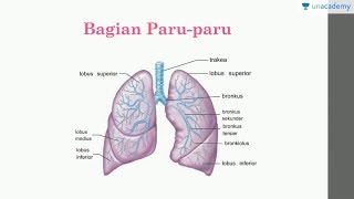 Detail Gambar Bagian Paru Paru Nomer 15