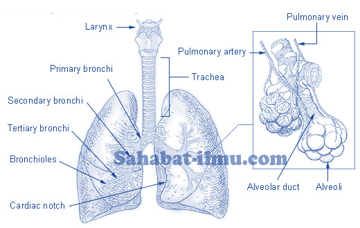 Detail Gambar Bagian Paru Paru Nomer 16