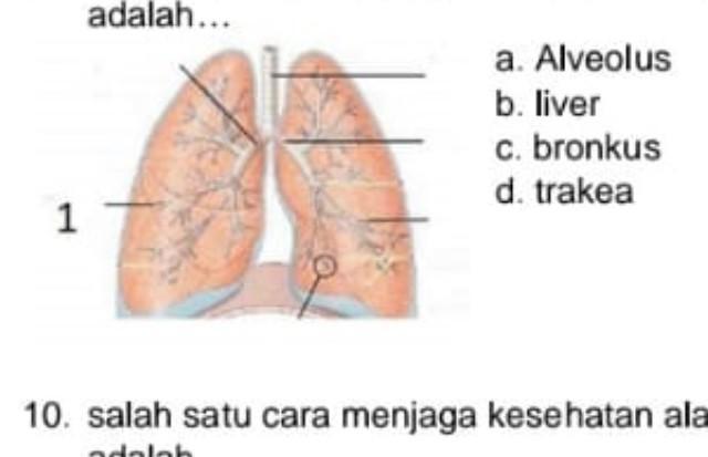 Detail Gambar Bagian Paru Paru Nomer 22