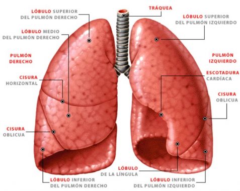 Detail Gambar Bagian Paru Paru Nomer 28