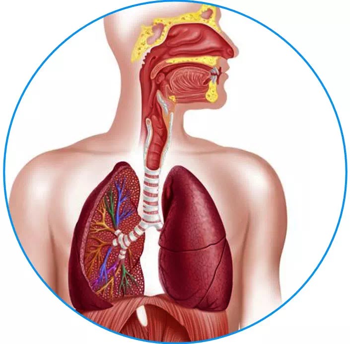 Detail Gambar Bagian Paru Paru Nomer 36