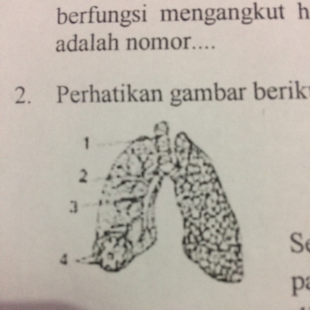 Detail Gambar Bagian Paru Paru Nomer 39