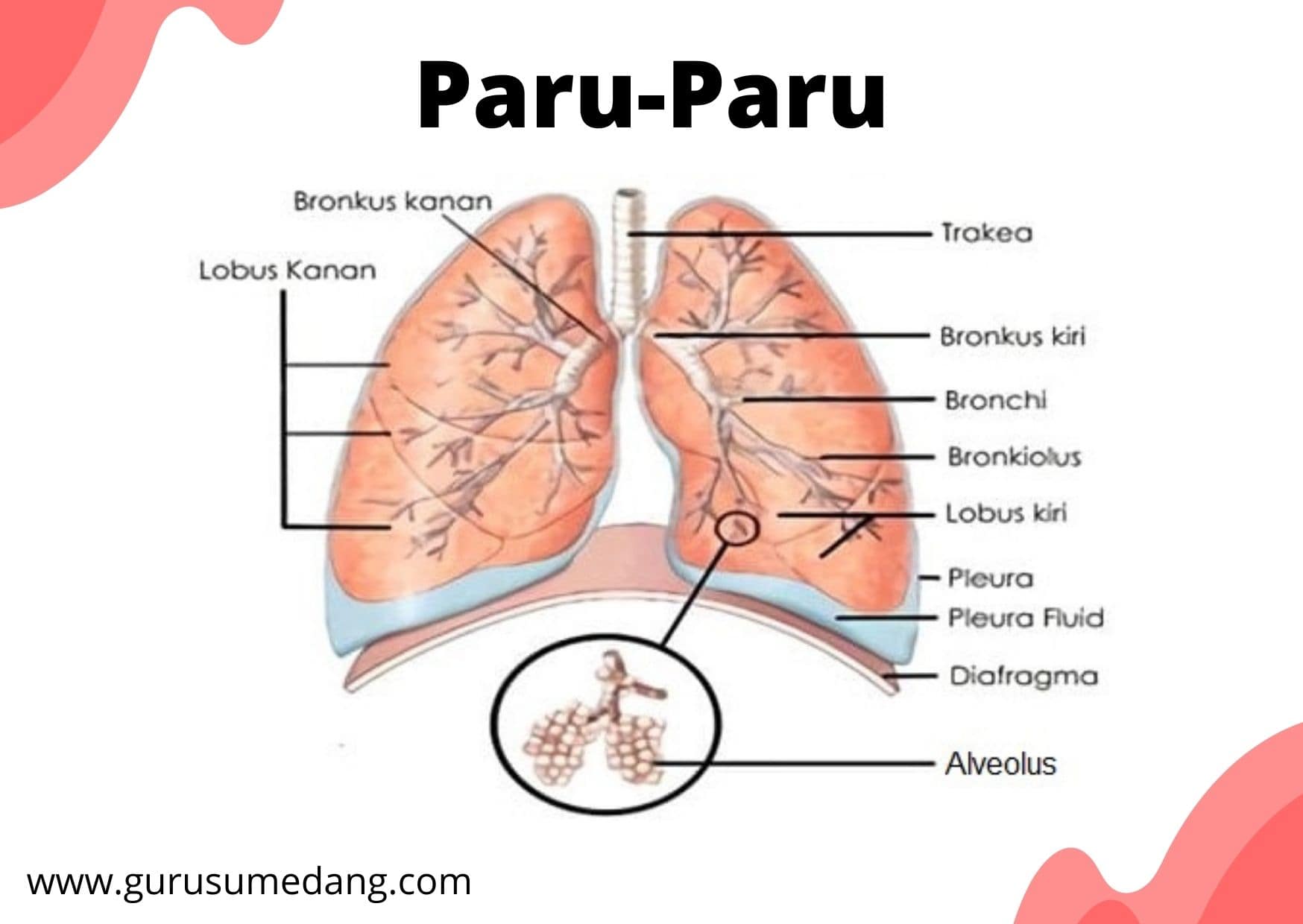 Detail Gambar Bagian Paru Paru Nomer 51