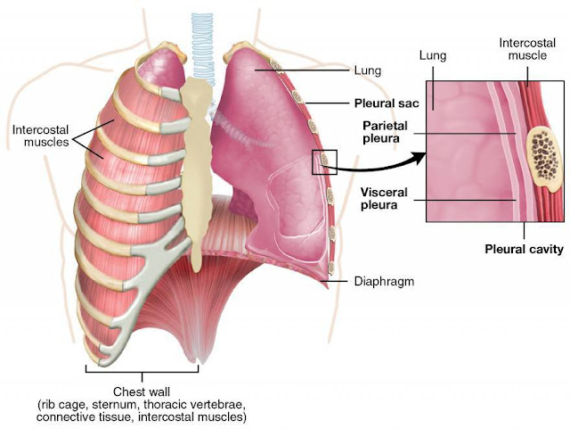 Detail Gambar Bagian Paru Paru Nomer 52