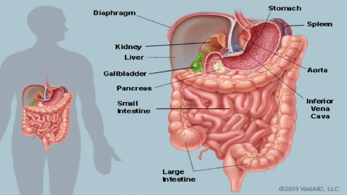 Gambar Bagian Perut - KibrisPDR