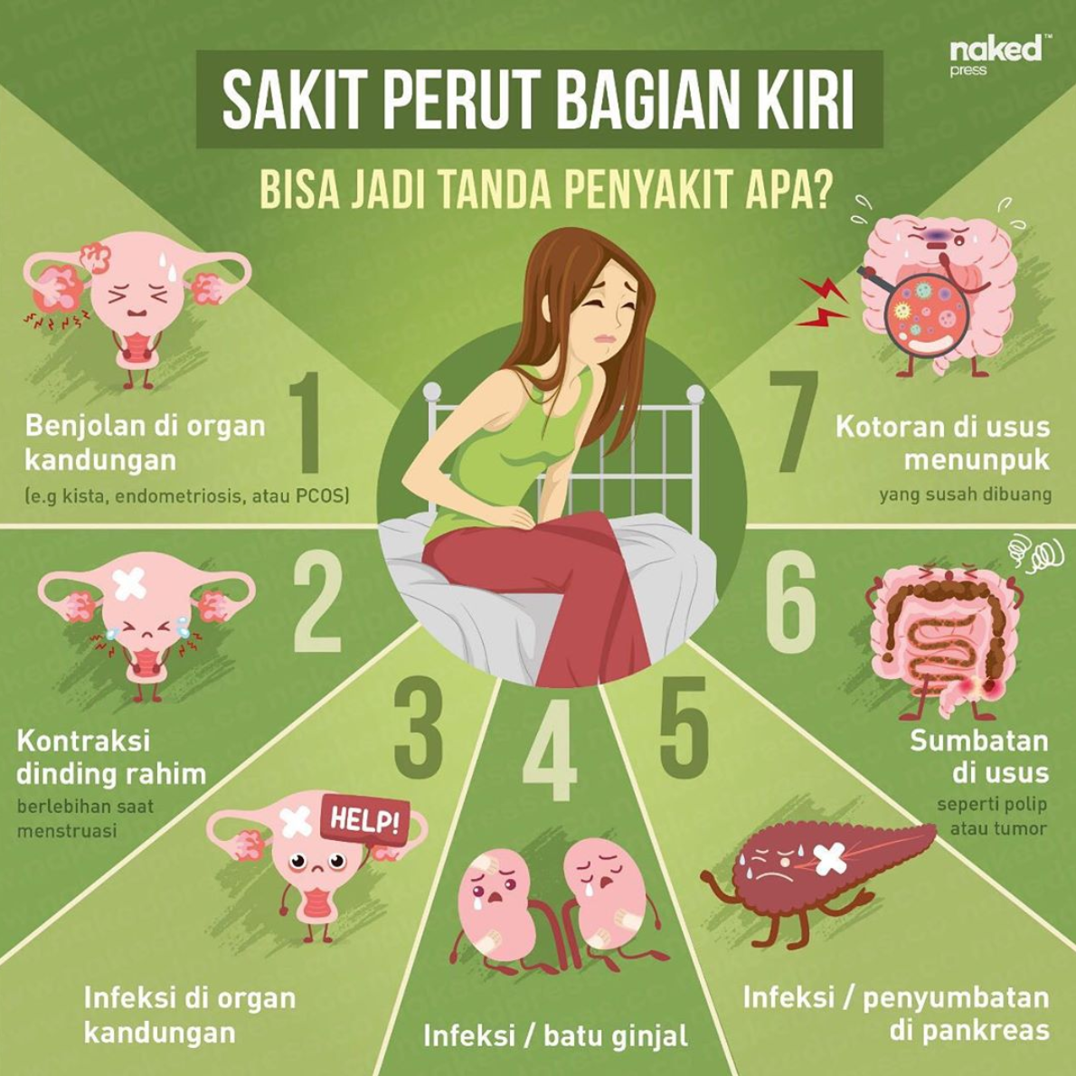 Detail Gambar Bagian Perut Nomer 5