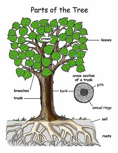 Detail Gambar Bagian Pohon Nomer 15