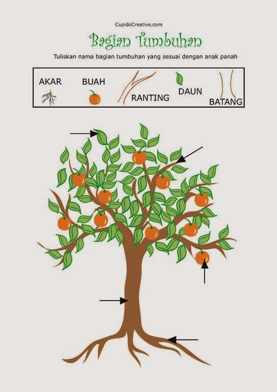 Detail Gambar Bagian Pohon Nomer 31