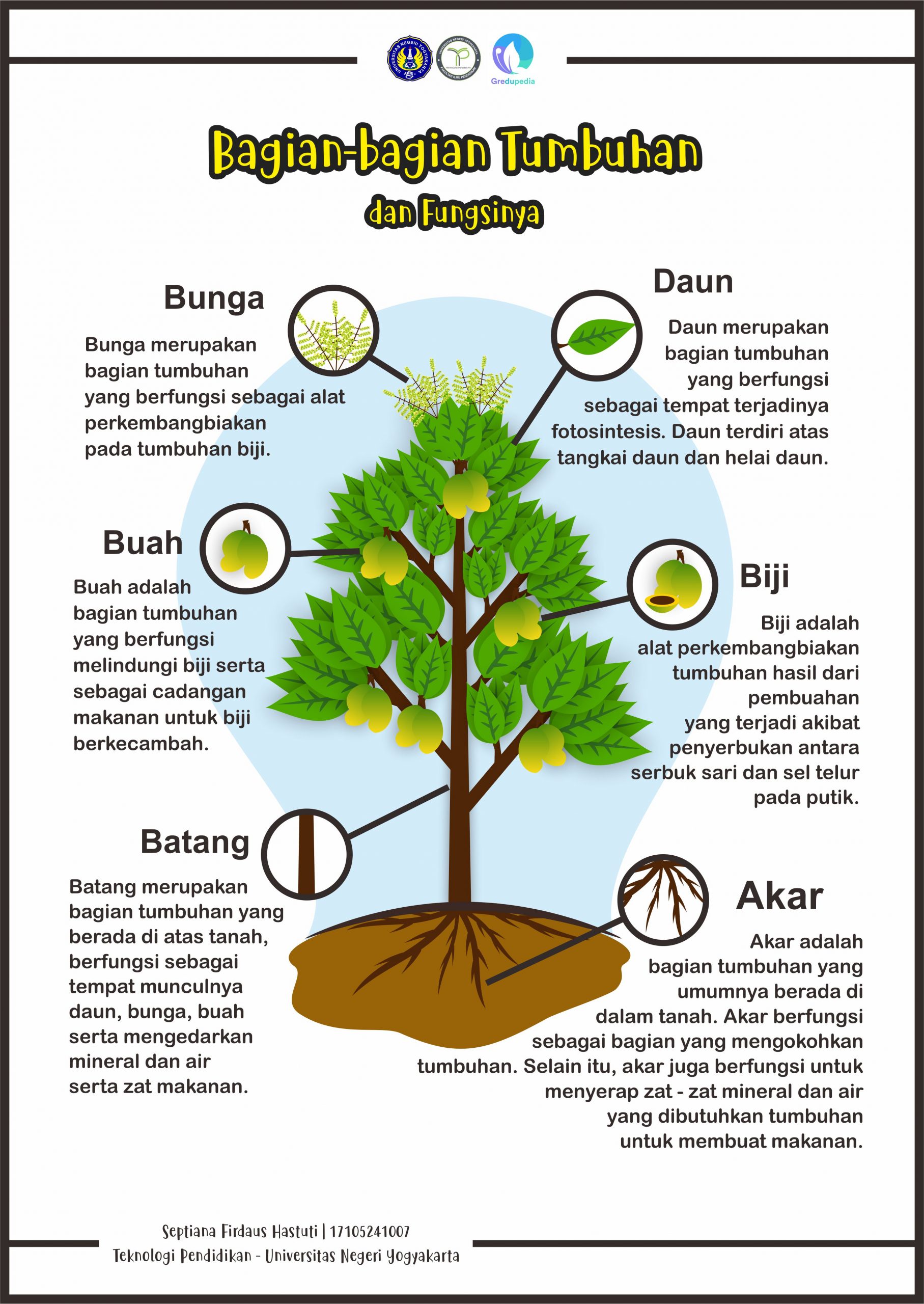 Detail Gambar Bagian Pohon Nomer 5