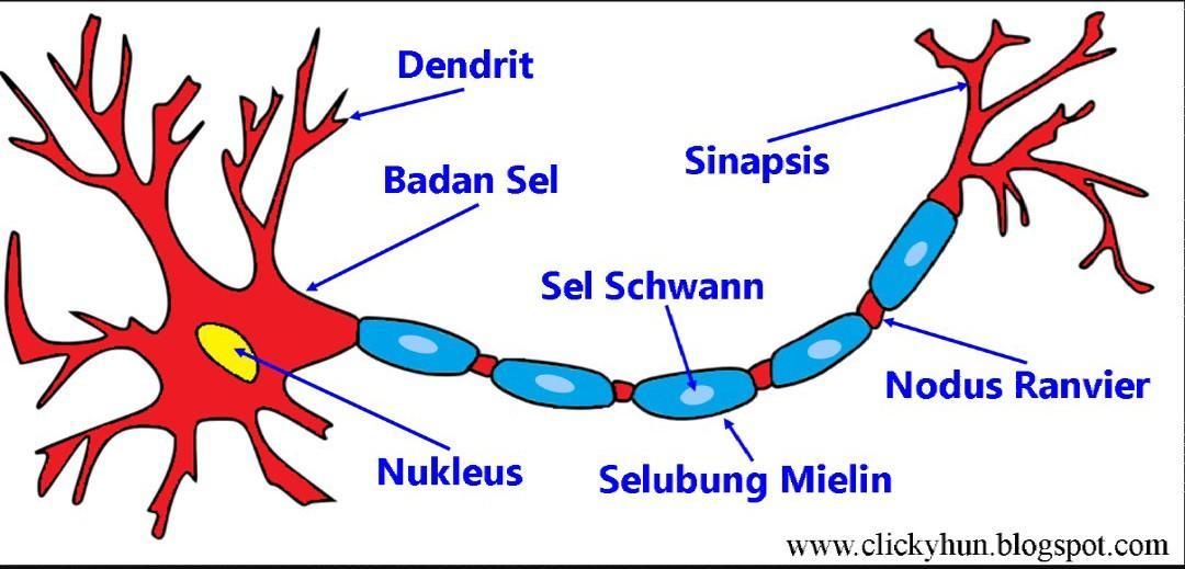 Detail Gambar Bagian Sel Saraf Nomer 2