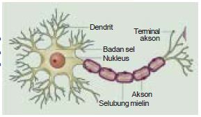 Detail Gambar Bagian Sel Saraf Nomer 12