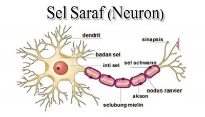 Detail Gambar Bagian Sel Saraf Nomer 16