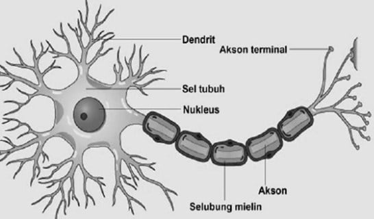 Detail Gambar Bagian Sel Saraf Nomer 31