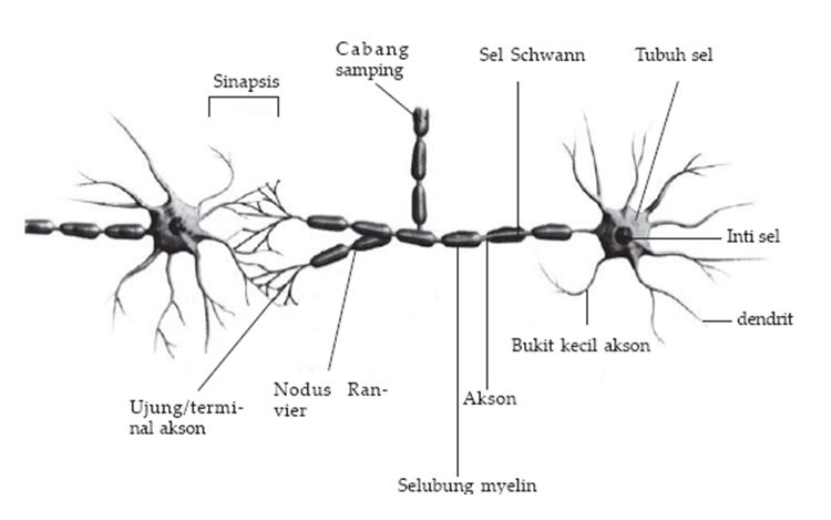 Detail Gambar Bagian Sel Saraf Nomer 51