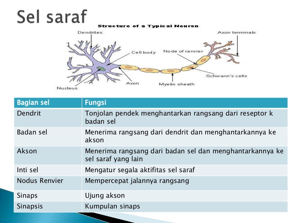 Detail Gambar Bagian Sel Saraf Nomer 55