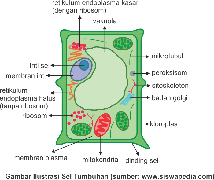 Detail Gambar Bagian Sel Tumbuhan Nomer 24