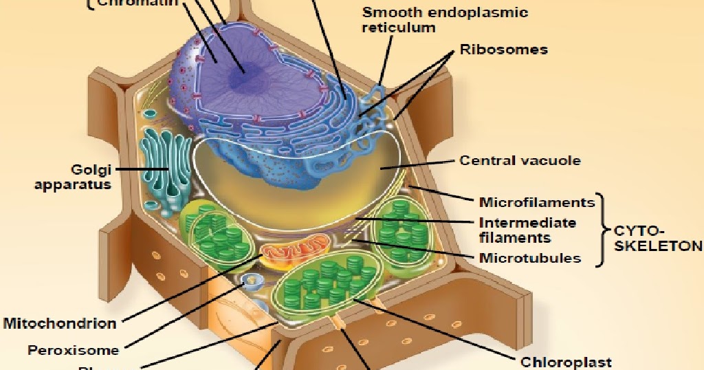 Detail Gambar Bagian Sel Tumbuhan Nomer 4