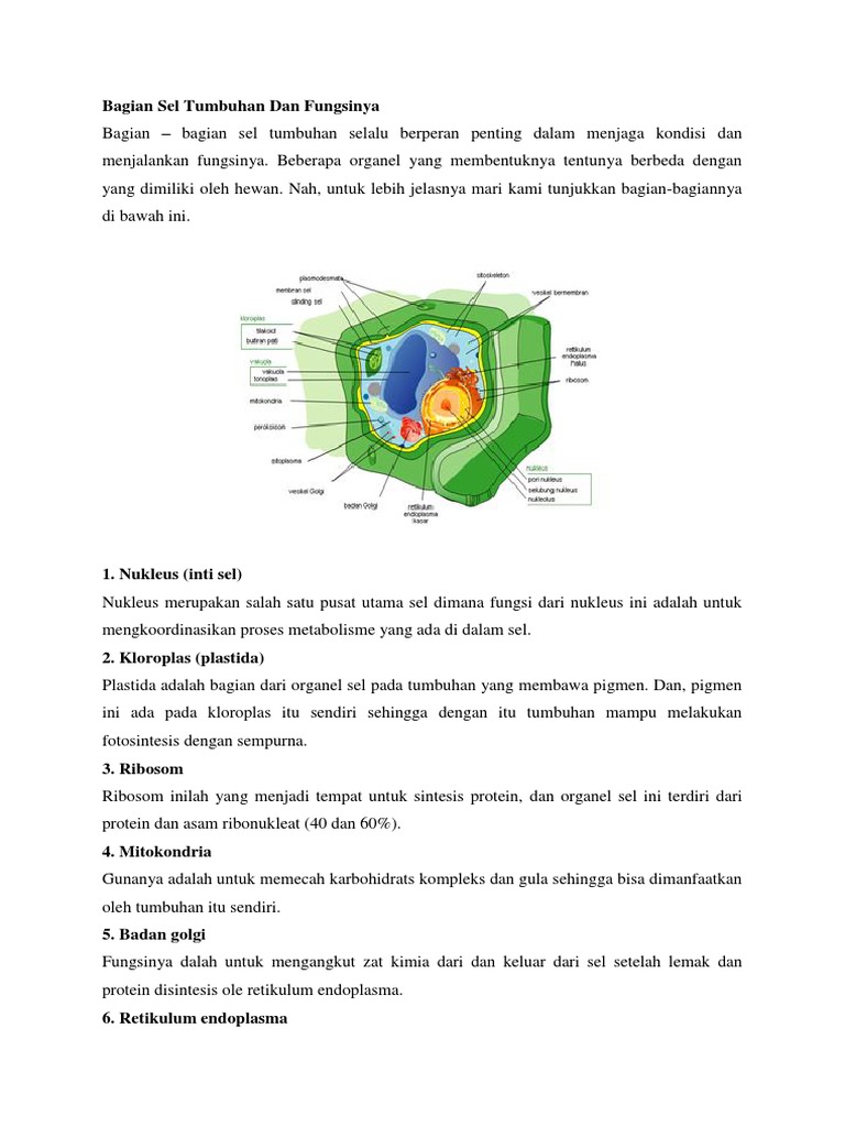 Detail Gambar Bagian Sel Tumbuhan Nomer 45