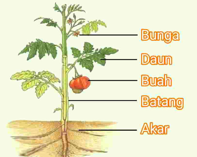 Gambar Bagian Tanaman - KibrisPDR