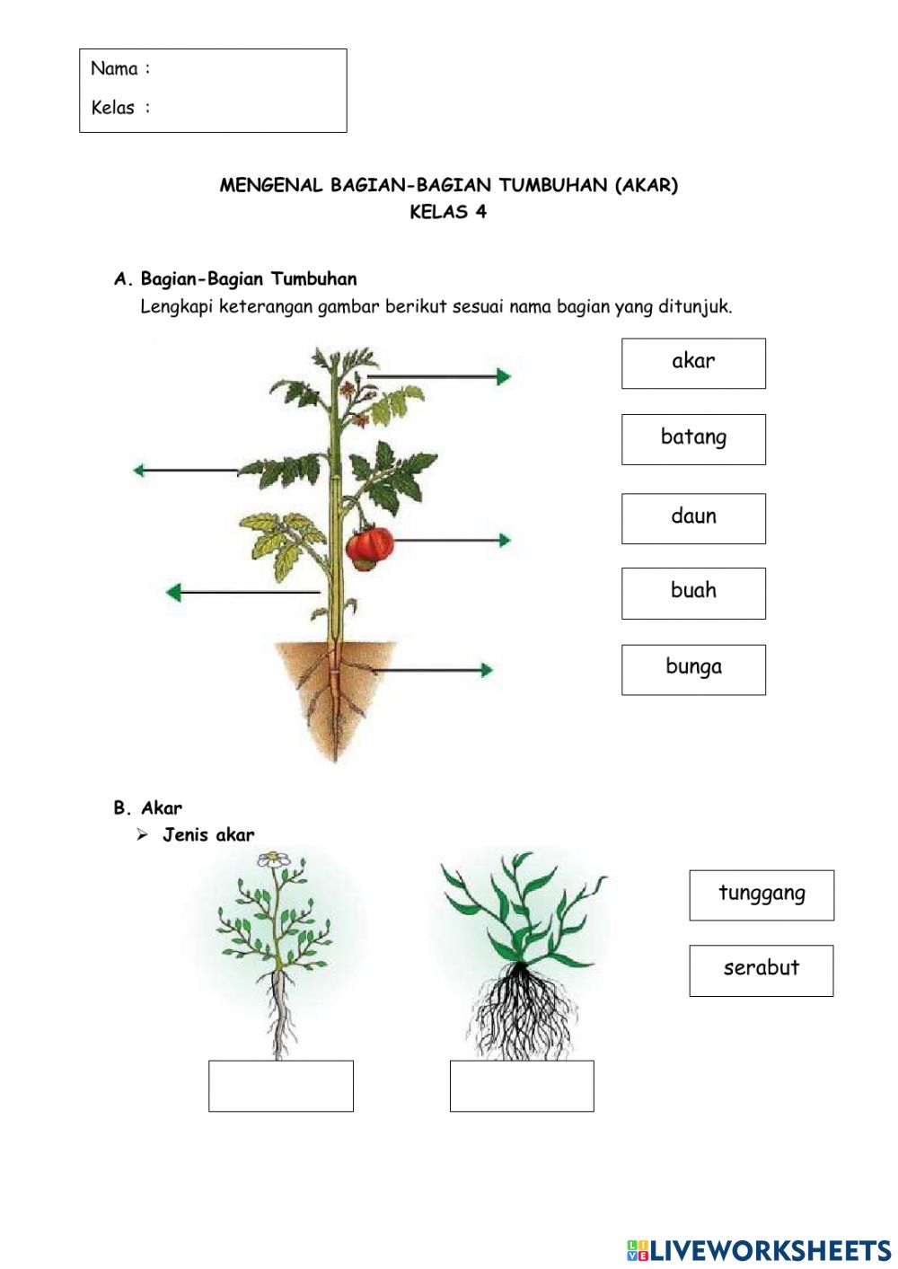 Detail Gambar Bagian Tanaman Nomer 18